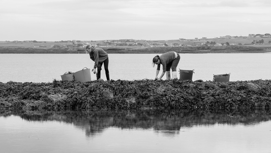 Seaweed Harvesting vs Seaweed Farming: What’s the Difference?