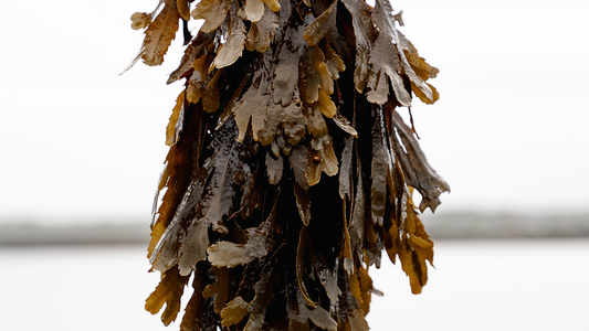 Fucus serratus & Fucus vesculosis: Get to know the seaweed we use and its wonderful benefits!