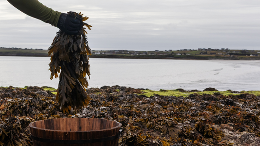 Meet the four seaweeds at the heart of ishga