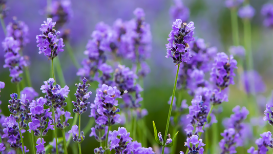 Why ishga Does Not Use Synthetic Fragrances