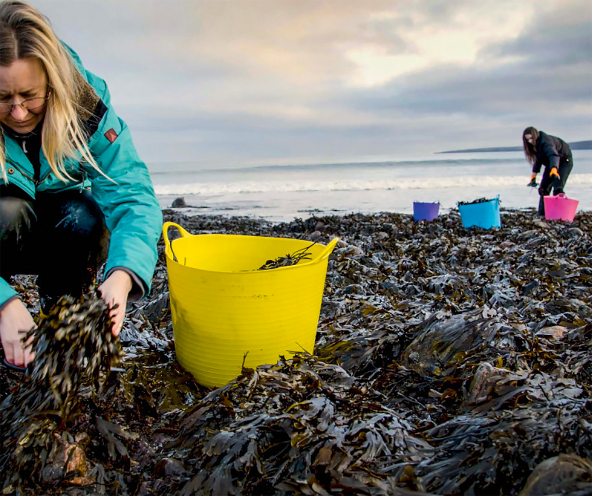Seaweed in Scotland A brief history ishga Australia