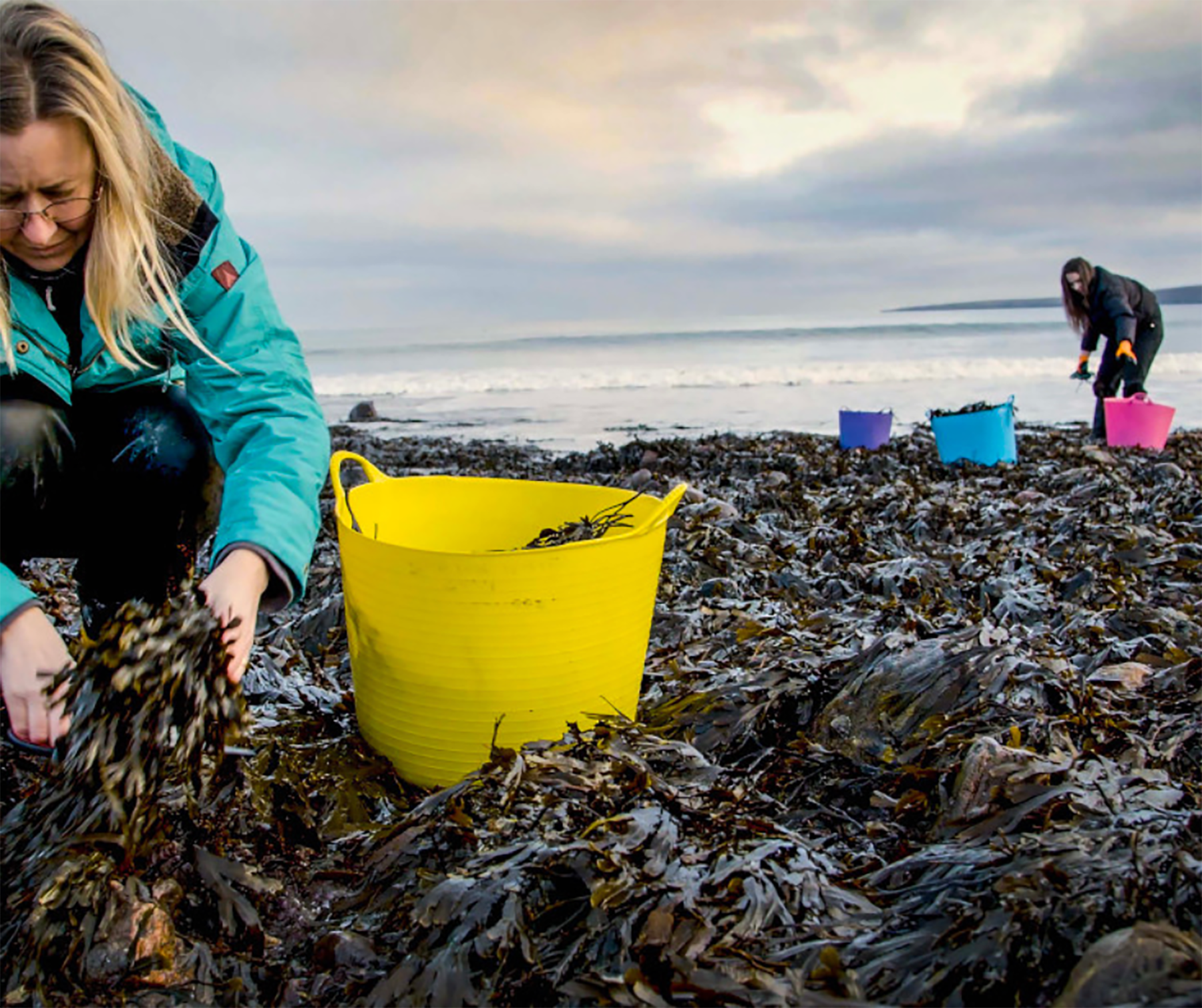 Seaweed in Scotland: A brief history