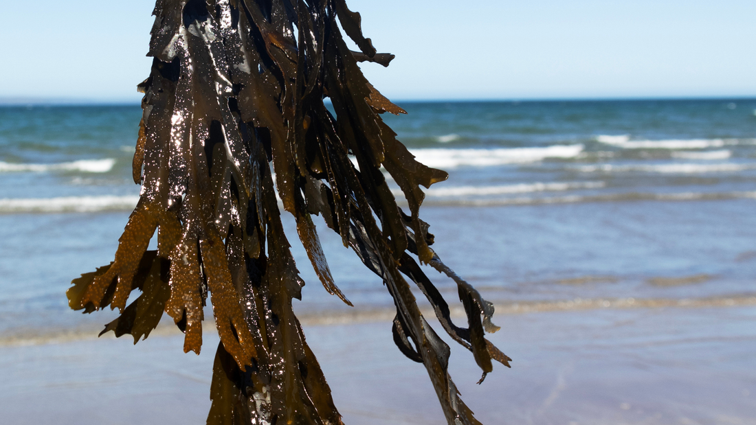 The power of seaweed for the skin barrier