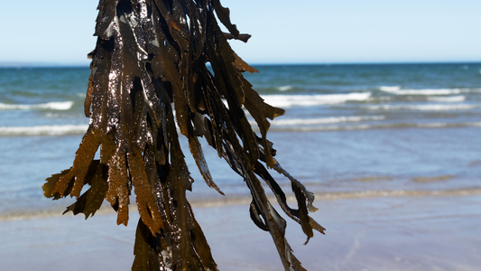 The power of seaweed for the skin barrier